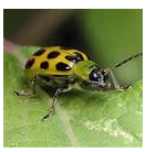Cucumber Beetle - Common Pests in the Garden