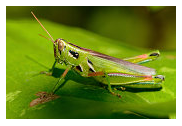 Grasshoppers - Common Pests in the Garden