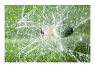 Spider Mites - Common Pests in the Garden