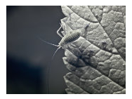 Whiteflies - Common Pests in the Garden