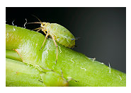 Aphids - Common Pests in the Garden